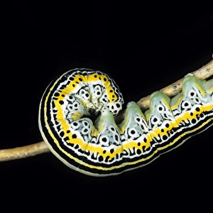 Owlet moth caterpillar - in a bush at night feeding