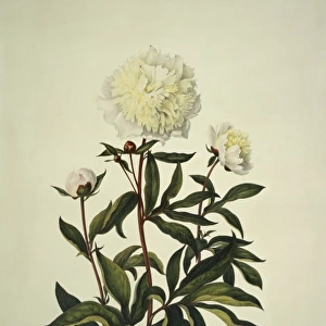 Paeonia sp. peony