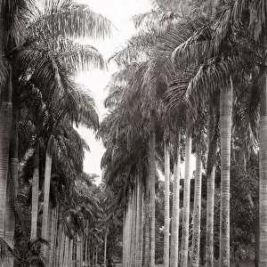 Palm trees, Botanical Gardens, Ceylon (Sri Lanka)