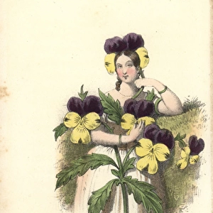 Pansy flower fairy, Viola tricolor