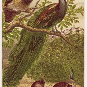 Peacocks and Peahens