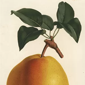 Pear variety, Duchesse de Mouchy, Pyrus communis