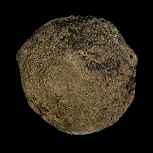 Pemmatites, lithistid sponge