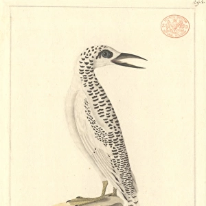 Phaethon rubricauda, red-tailed tropicbird