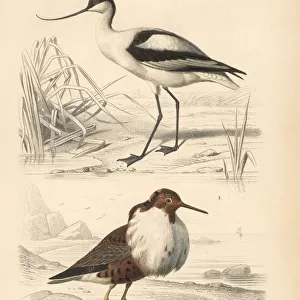 Pied avocet, Recurvirostra avosetta, and ruff