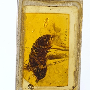 Pine cone in Baltic amber
