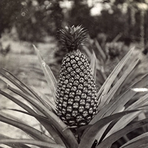 Pineapple plant - Malaysia