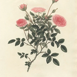 Pink rose, Rosa nana minor var aequaliflora