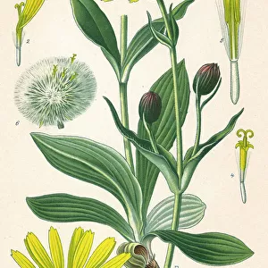 Plants / Arnica Montana