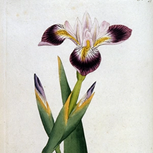 Plants / Iris Versicolor