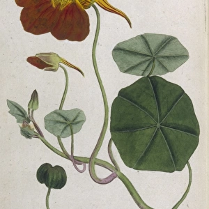 Plants / Tropaeolum Majus