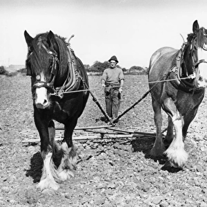 Ploughman with two horses, Hayle, Cornwall
