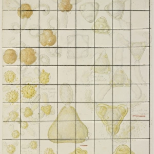 Pollen sketch by Francis Bauer