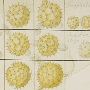 Pollen sketch by Francis Bauer