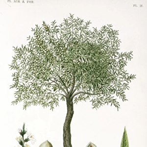 Prunus communis, almond tree