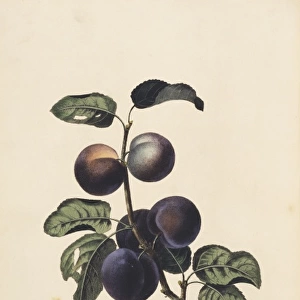 Prunus domestica, plum tree