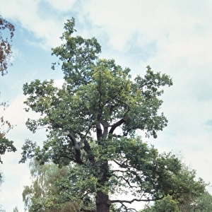 Quercus sp. oak