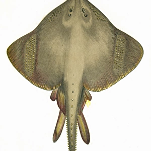 Raia oxyrhynchus, or Burton Skate