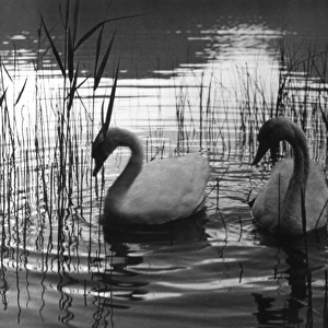 REED SWANS