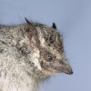 Rhynchonycteris naso, proboscis bat