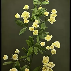 Rosa Banksiae Lutea (Lady Banks Rose)
