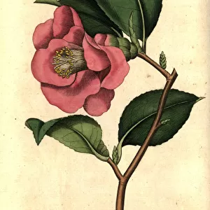 Rose camellia, Camellia japonica