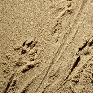 Russian Desman - adults footprints on wet sand