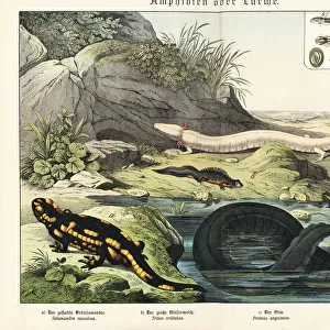Salamander, newt, olm and siren