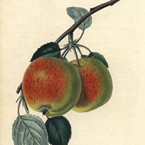 Scarlet fruit and leaves of the Kerry Pippin