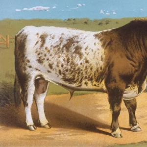 Shorthorn Bull Ironclad