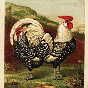Silver spangled Hamburgh cock and hen
