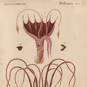 Squid, Histioteuthis bonnellii, and octopus