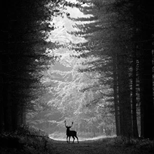Stag, Cannock Chase