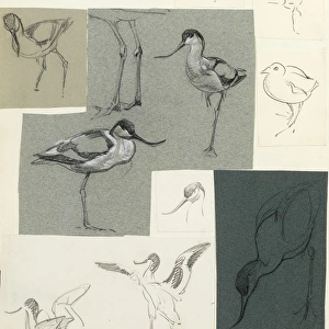 Studies of avocets