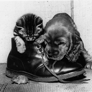 Susi - with kitten, boot and mouse