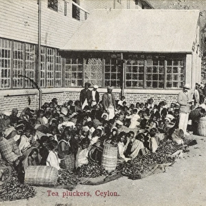 Tea plantation workers, Ceylon (Sri Lanka)
