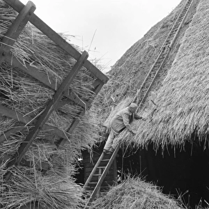 Thatcher, Sidney Chun - thatching a roof at Marlborough