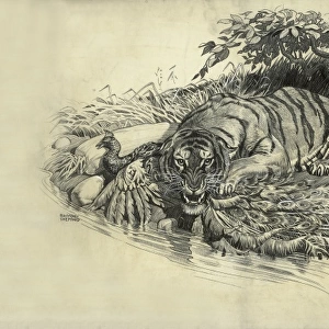 Tiger and Peacock