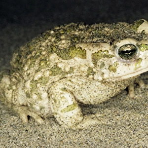 Toad - at night - sand dunes of Central Karakum desert
