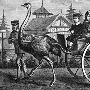 Transport / By Ostrich
