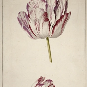 Tulipa cultivar, tulip