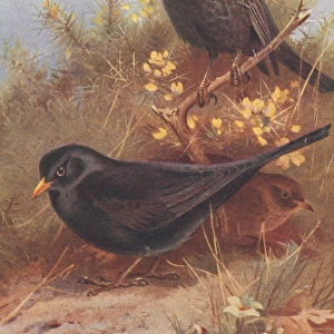Turdus torquatus, ring ouzel, Turdus merula, blackbird