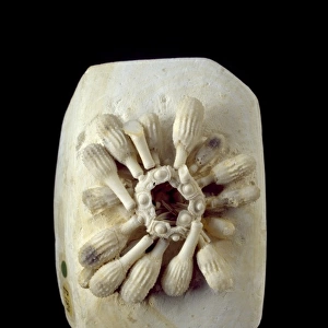 Tylocidaris clavigera (Konig), sea-urchin