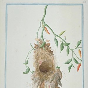 Unidientified sunbird nest