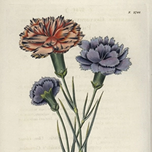 Varieties of picotees or fringed carnations
