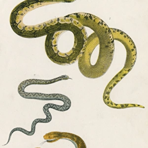 Various Snake Species