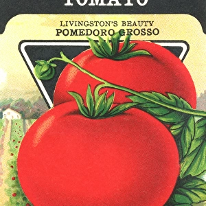 Vintage tomato seed packet