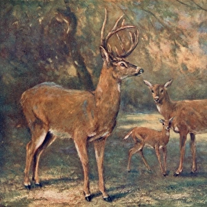 Virginian Deer / Wild Bst