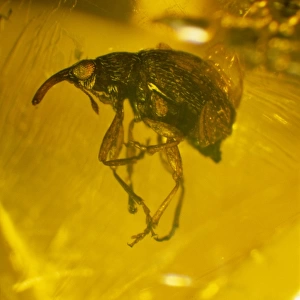 Weevil in amber