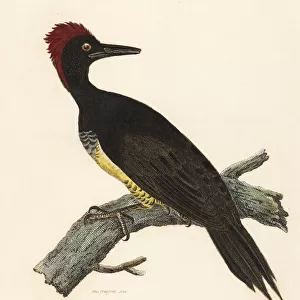 White Bellied Woodpecker